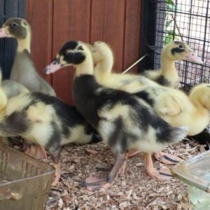 Brown and White Ancona Duckling