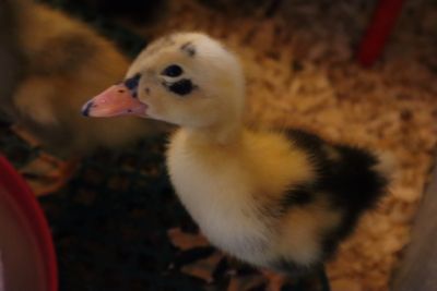 baby ancona duckling