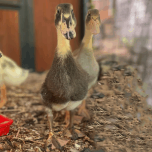 buy ducklings in virginia