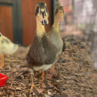 buy ducklings in virginia buy ducklings in virginia