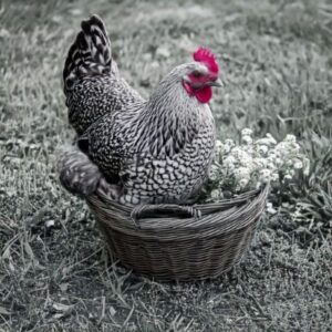 where can I buy a Dominique Chicken