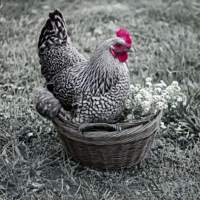 where can I buy a Dominique Chicken where can I buy a Dominique Chicken