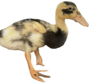who sells ancona ducklings