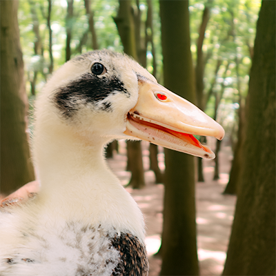 Ancona Duck with Trees in Background