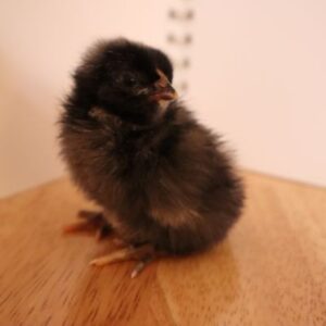 Hatching Dominque Chickens