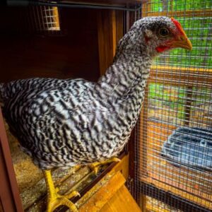 Dominique Rooster